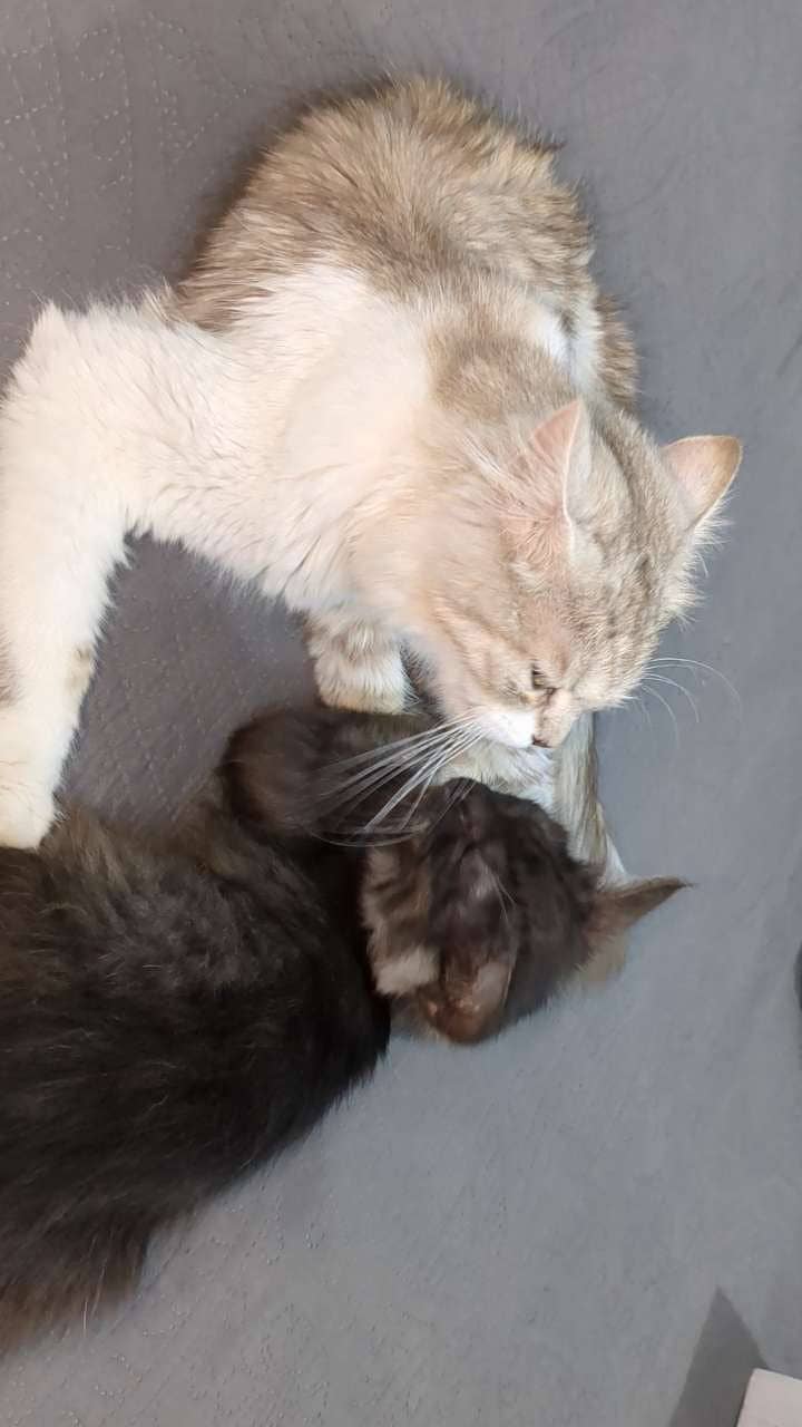 Persian Cats 10