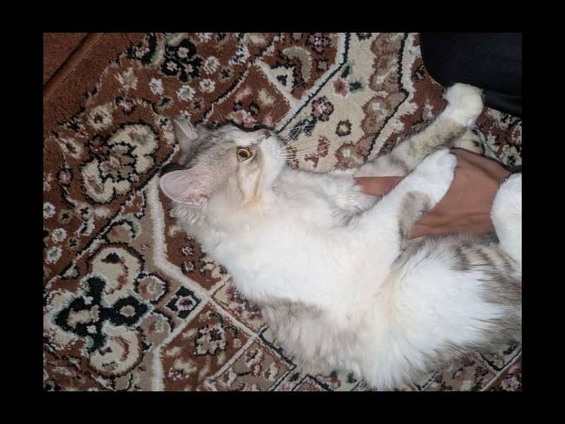 Persian Cats 11