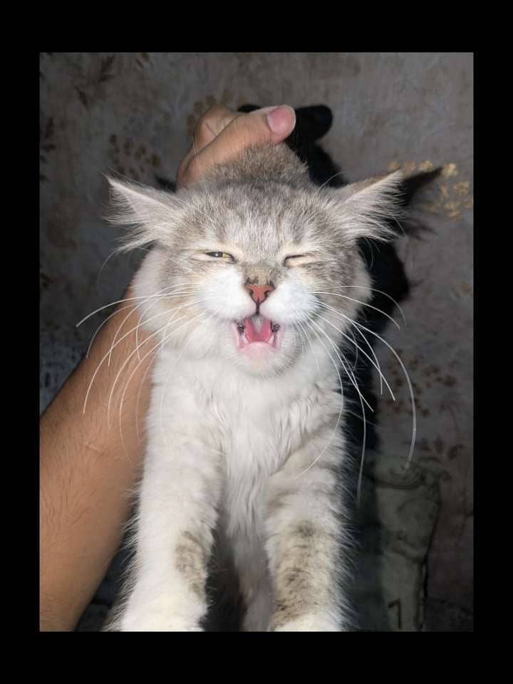 Persian Cats 12