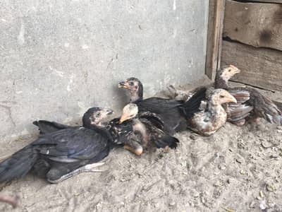 High quality Aseel chicks
