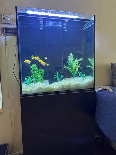 aquarium with fish
