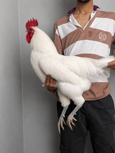 heritage Australorp pair | white and black australorp | 03274087584