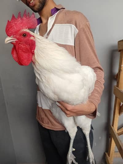 heritage Australorp pair | white and black australorp | 03274087584