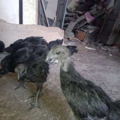 ayam cimani chicks/chicks