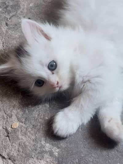 Persian kitten for sale