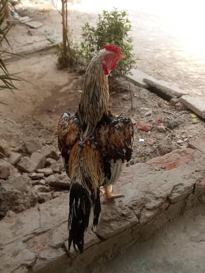 Pure aseel patha for sale