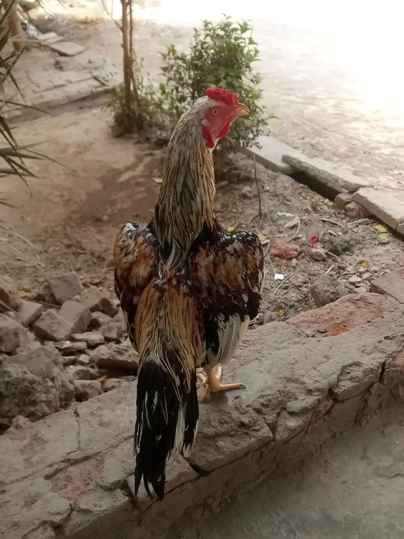 Pure aseel patha for sale