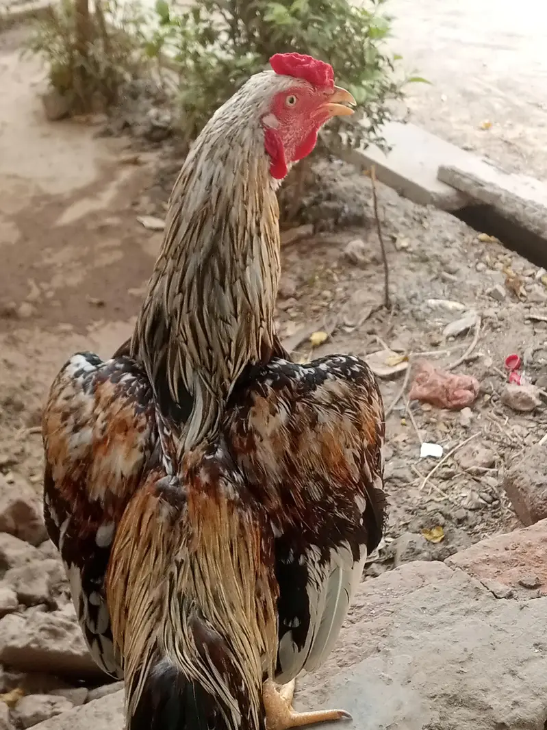 Pure aseel patha for sale — photo 4