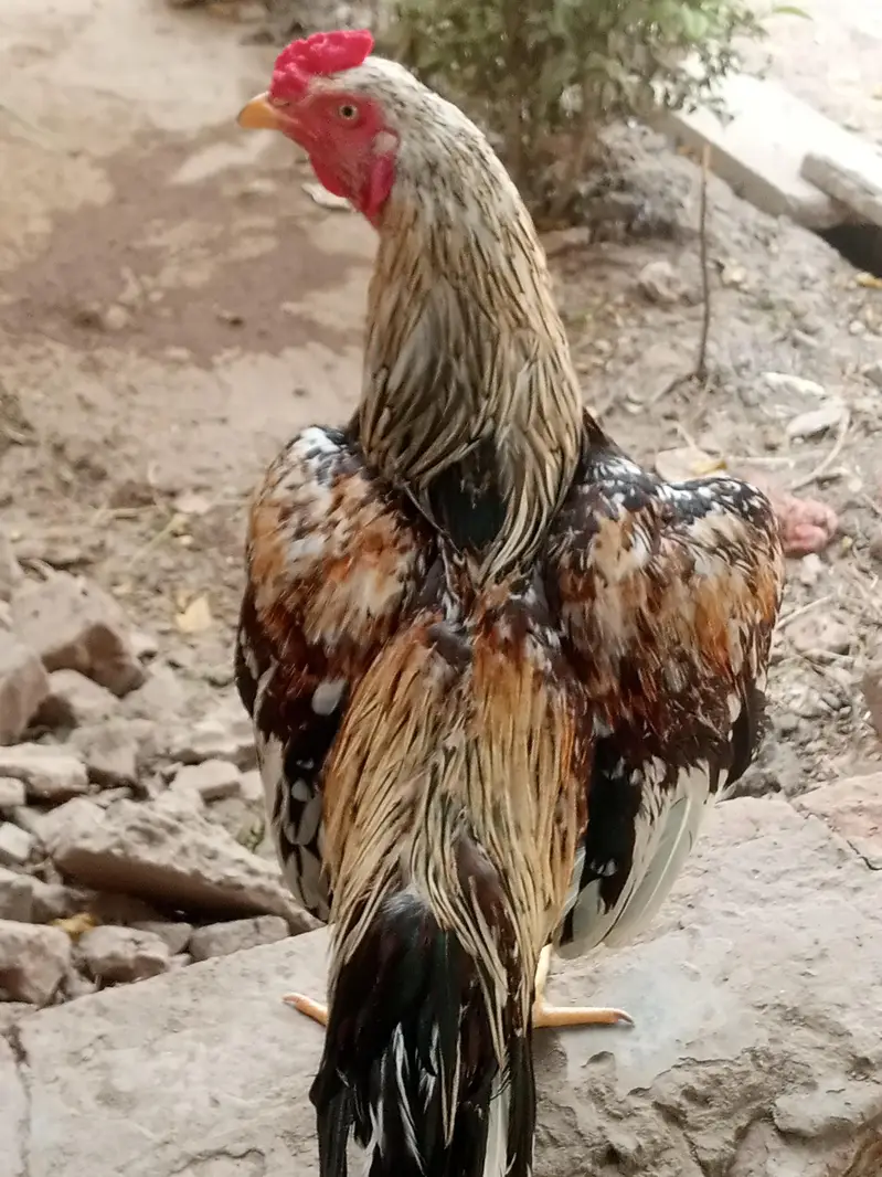 Pure aseel patha for sale — photo 5