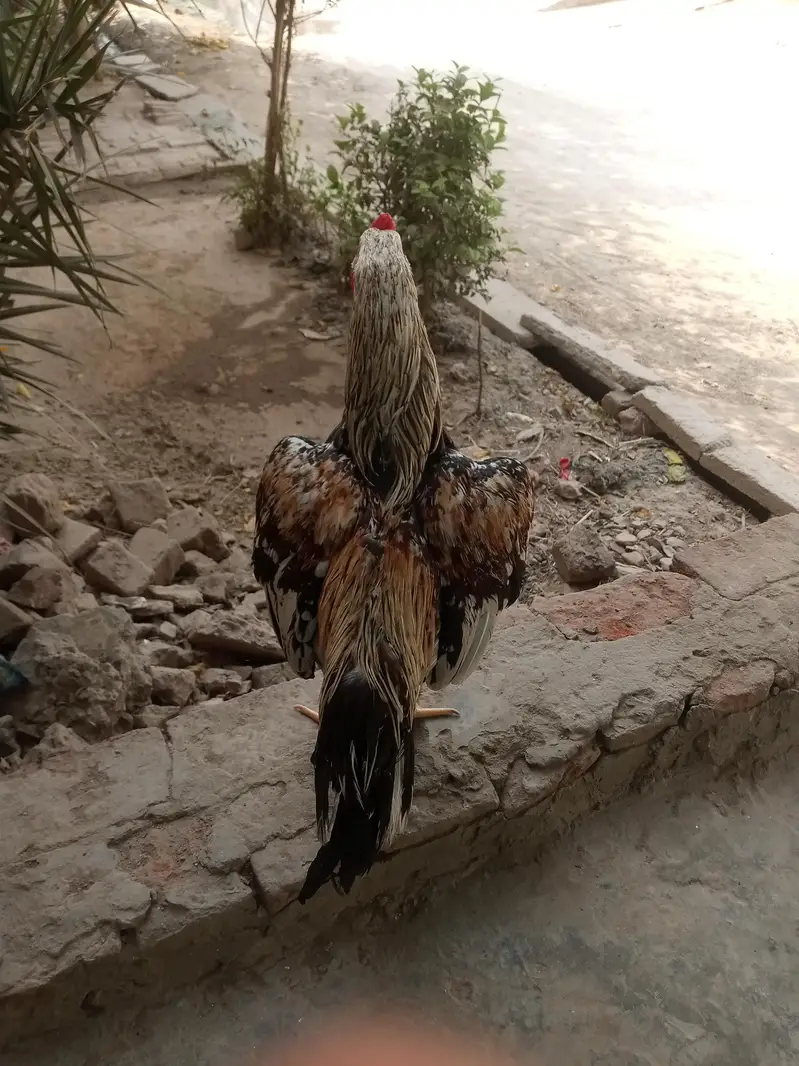 Pure aseel patha for sale — photo 6