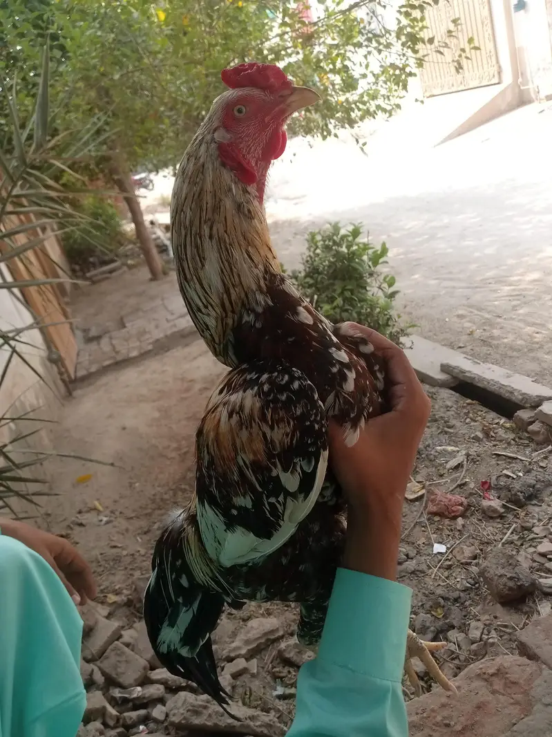Pure aseel patha for sale — photo 7