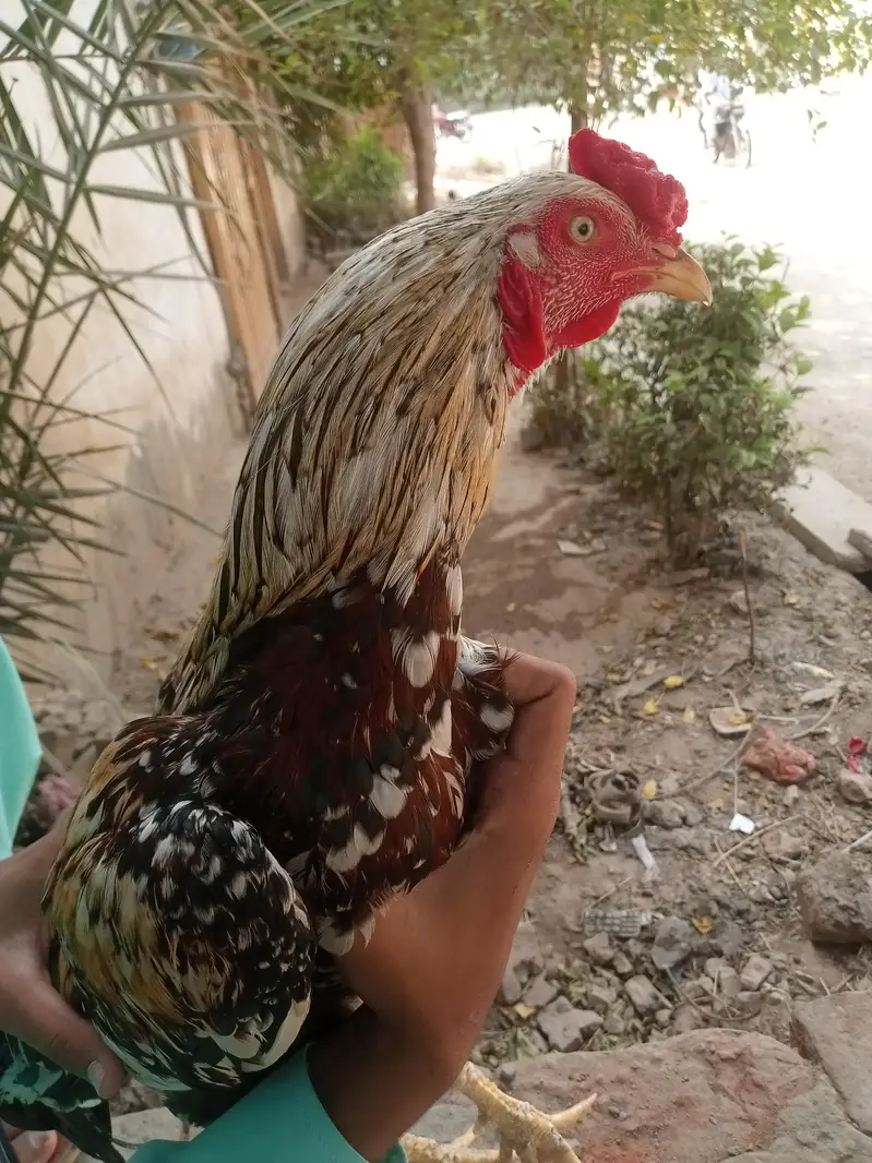 Pure aseel patha for sale — photo 8