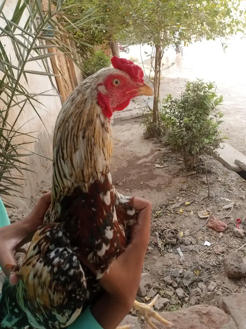 Pure aseel patha for sale — photo 9