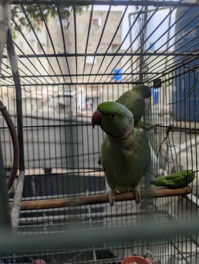 green parrots