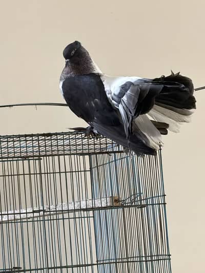 American pegon