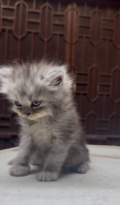 Triple Coat kittens male female both available
