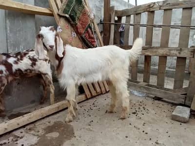 bakri ha