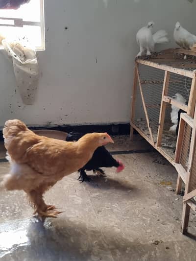 Golden Buff, black bentum, white Bentum