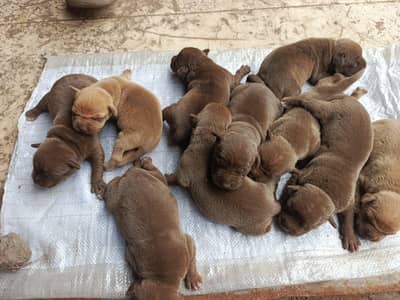 American pitbull babies brown colour