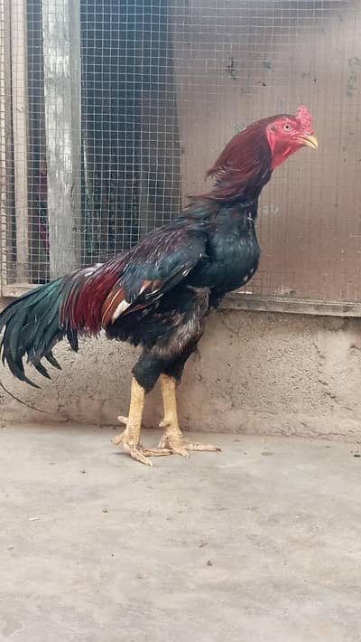 aseel breeder