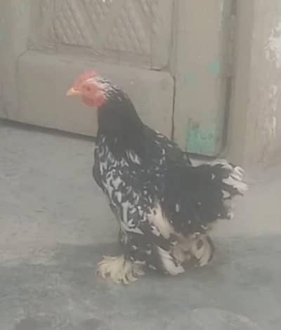 black and white  bantom