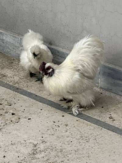 Silkie Pair