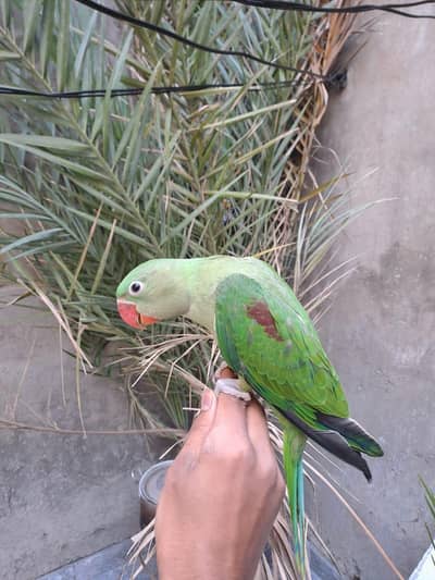 Raw jambo size self chick