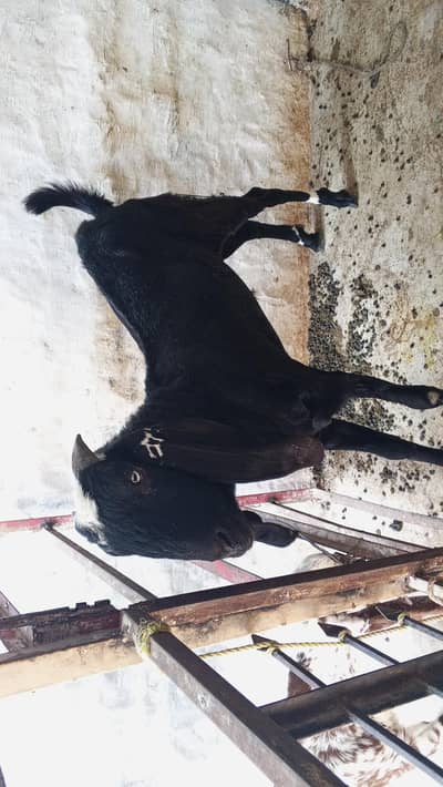 desi bakra acchi quality