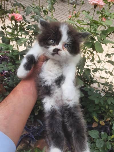 Persian kittens