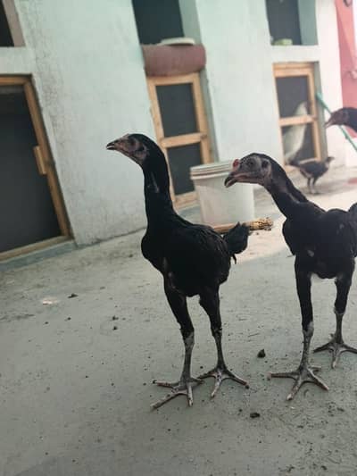 Thai Home Breed High Quality
