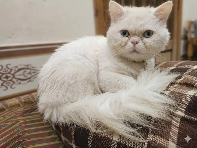 persion cat 0