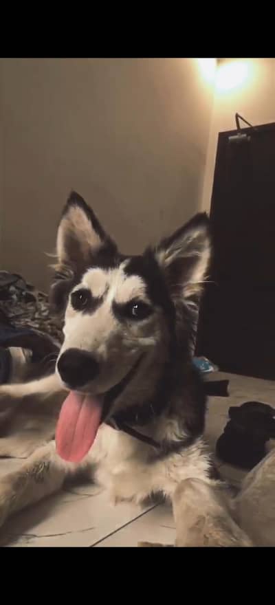 Siberian Husky for sale