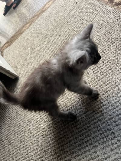 Gray persian cat