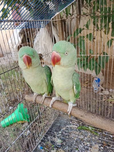 raw parrot piar