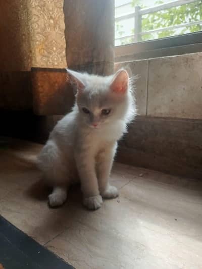 Persian kittens for sale in very good healthy