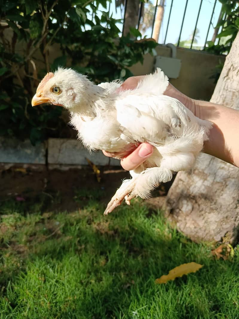 heavy buff chicks 1