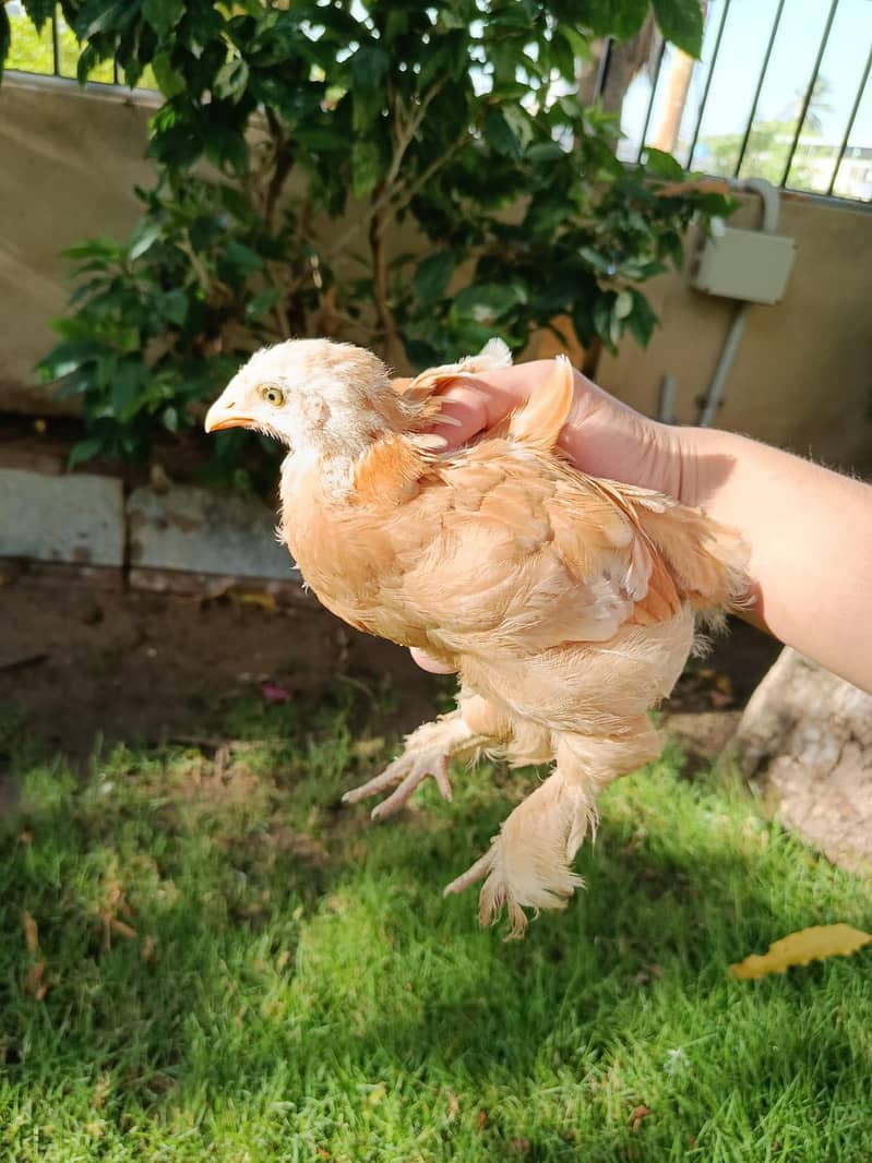 heavy buff chicks 3