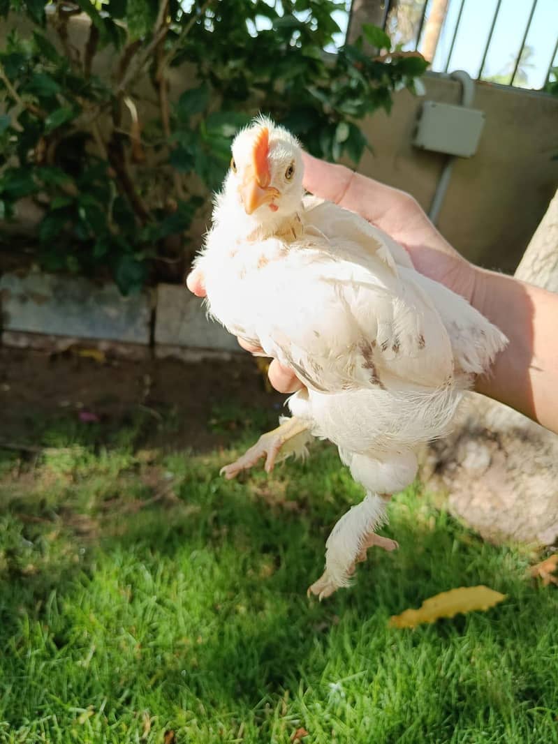 heavy buff chicks 4