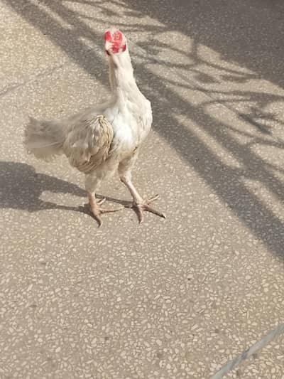 aseel white hen & aseel chicks