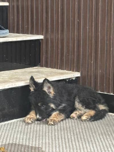 German Shepherd