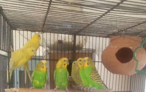 Astarlion Parrot (bridarr pair Available)