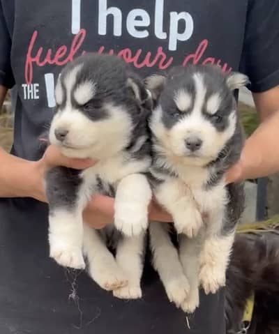 Husky dog