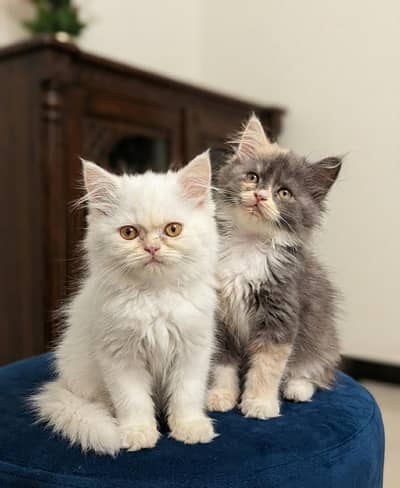 Cat| Kittens | Billi |Persian kittens|White Fluffy Cats|Kitty |Persian