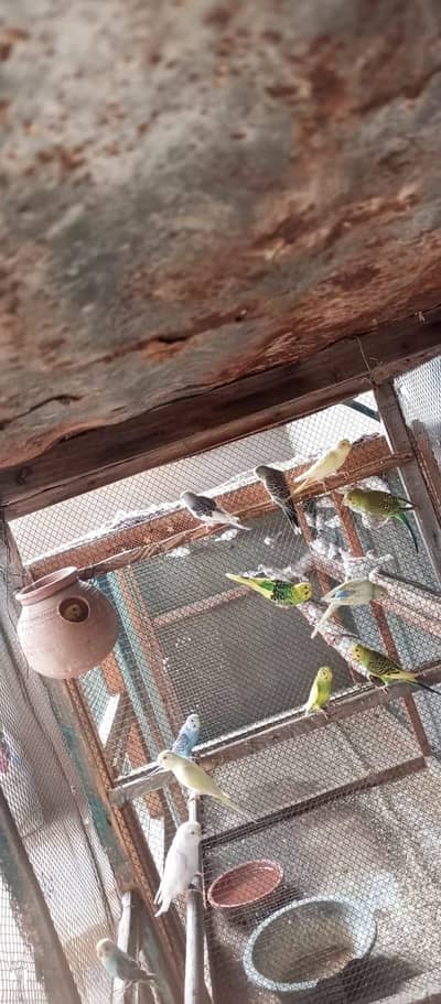 Java ,dove , Australian, cocktail