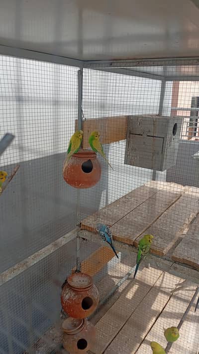 Australian parrot  for sale healthy activities pc hn