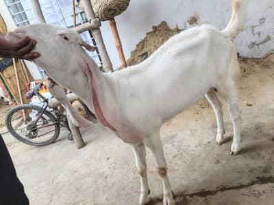 bakri