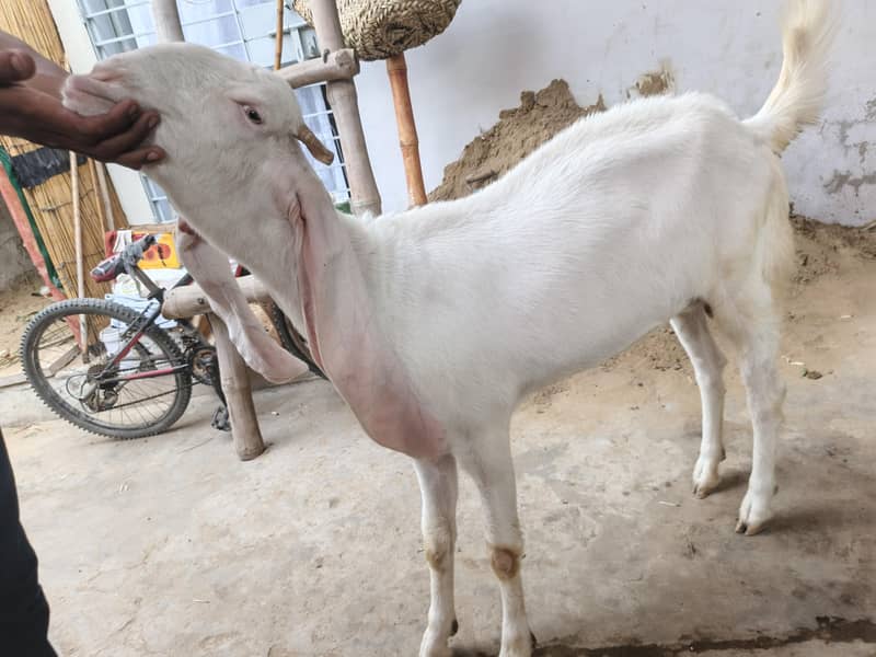 bakri 1