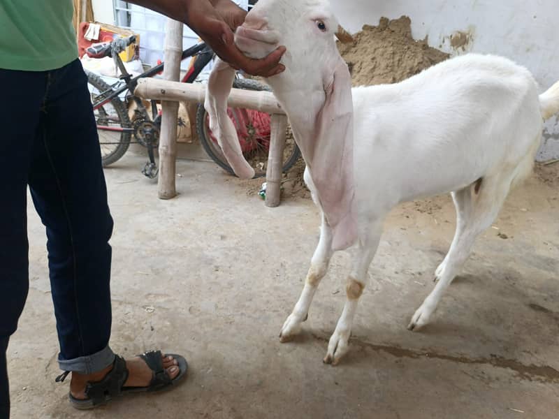 bakri 2