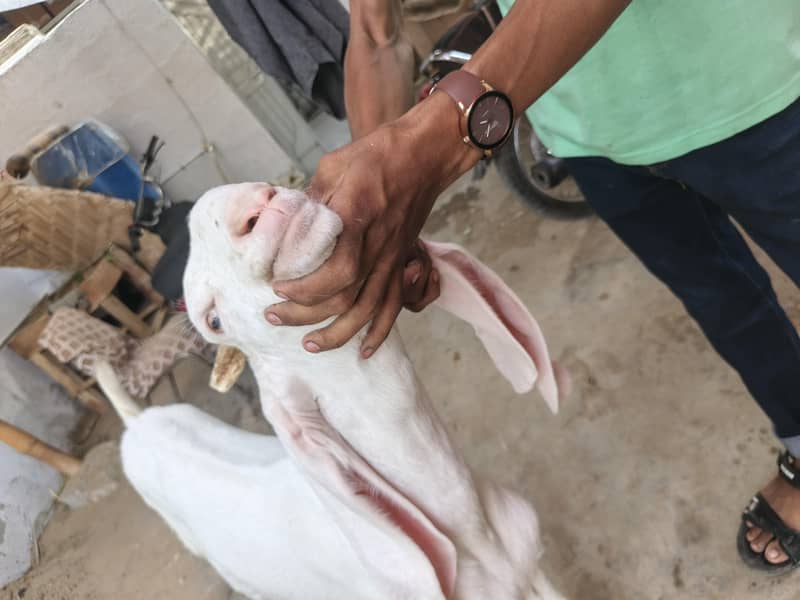 bakri 3
