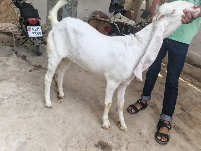 bakri 4